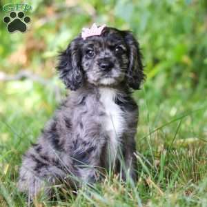 Pearl, Cocker Spaniel Puppy